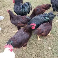 مرغ وخروس نژاد رد آیلند اصل|حیوانات مزرعه|سرخه حصار, |دیوار