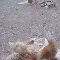۳مرغ ۱خروش چاغ بزرک  دوتا جوجه مرغ معاوضه دارم