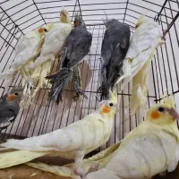عروس هلندی|پرنده|بندر ماهشهر, |دیوار