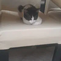 گربه خونگی واکسن زدا شده|گربه|مراغه, |دیوار