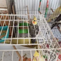 طوطی عروس|پرنده|صومعهسرا, |دیوار