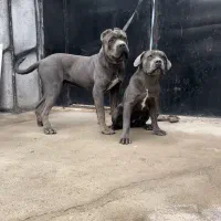 یک جفت توله کن کورسو کلکسیونی