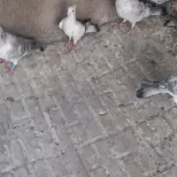 شامی کرمونی|پرنده|بیرجند, |دیوار