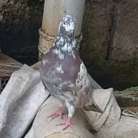 معاوظه با ۱خروس|پرنده|رشت, فرودگاه سردار جنگل رشت|دیوار