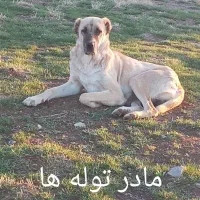 دو قلاده توله سگ خراسانی اصیل۲ماهه|سگ|مشهد, انقلاب|دیوار