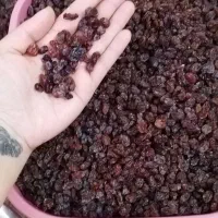 کشمش تازه و طبیعی  بار تاکستان محصول یکماه اخیر|خوردنی و آشامیدنی|اسلام‌شهر, شهرک سعیدیه|دیوار