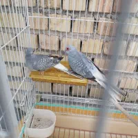 کبوتر الماسی زینتی ریز جثه تزئینی|پرنده|نی‌ریز, |دیوار