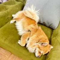 سگ پامر|سگ|شیراز, معالیآباد|دیوار