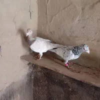 هفرنک. نر و ماده|پرنده|اسفرورین, |دیوار