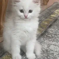 فروش گربه ماده