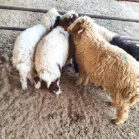 5عدد بره یا گوسفند 3تا نر ، 2تا ماده درجه یک|حیوانات مزرعه|اهواز, منازل کارون|دیوار