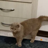 گربه اسکاتی ۱۶ ماهه|گربه|ساری, |دیوار