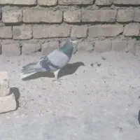 دمگیر|پرنده|اصفهان, دارک|دیوار