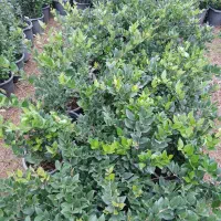 یاس هلندی سطل ۱۰