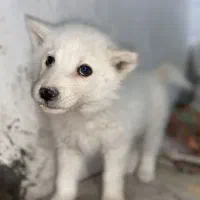 سگ هاسکی|سگ|سیرجان, |دیوار