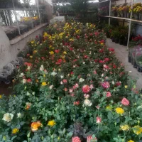 خدمات باغبانی وگلکاری وهرس کاری