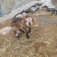 بره شیری|حیوانات مزرعه|مشگین شهر, |دیوار