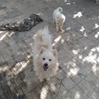 پت ساموید واسه جفت گیری