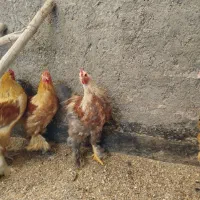 خروس برهما|حیوانات مزرعه|مشهد, شهید معقول|دیوار