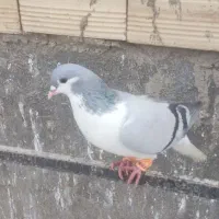 کبوتربدرنگ