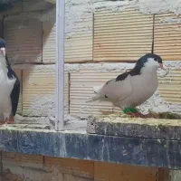 چپ.سرخ.سر سفید.|پرنده|قزوین, |دیوار