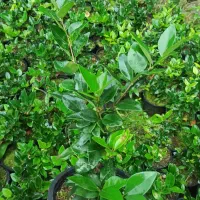 یاس هلندی|گل و گیاه طبیعی|رحیمآباد, |دیوار