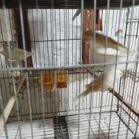 چند جفت قناری اماده|پرنده|میناب, |دیوار