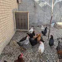 مرغ تخمگذار