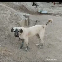 سگ سرابی|سگ|باسمنج, |دیوار