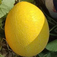 خربزه
