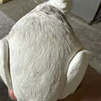 طوقی|پرنده|یزد, |دیوار