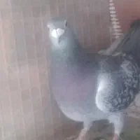 دوبر|پرنده|کوراییم, |دیوار