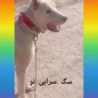 سگ سرابی|سگ|شیراز, احمدآباد|دیوار