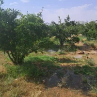 باغ انار