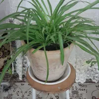گل طبیعی
