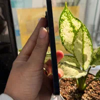 آیفون ۱۳ نرمال|موبایل|اهواز, نادری|دیوار