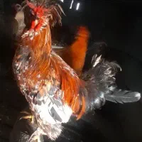 خروس لهستانی