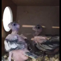 مولد جفت گیری کردن ۲ تا جوجه عروس هلندی|پرنده|تهران, جوادیه تهرانپارس|دیوار