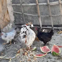 مرغ خروس
