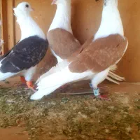 کبوتردوکتی