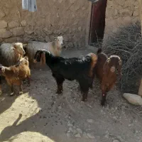 بز داشتی|حیوانات مزرعه|کوهدشت, |دیوار