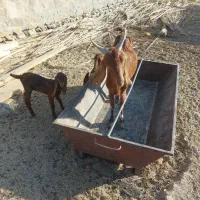 بز دوقلوزا بادوبزغاله|حیوانات مزرعه|سراوان, |دیوار