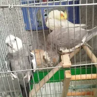جفت عروس هلندی نر و ماده وایت فیس