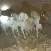 4عدد بز خوب نژاد دار شیری دوعدکره یک نره ی ماده|حیوانات مزرعه|زرند, |دیوار
