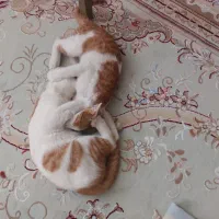 واگذاری رایگان دو عدد گربه نر