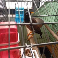 مرغ مینا|پرنده|قدس, شهر‌قدس|دیوار