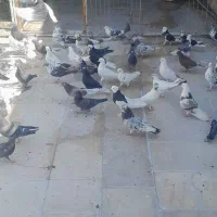 کفتر