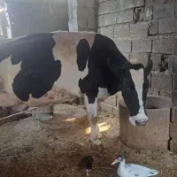 گاو هولشتاین صنعتی|حیوانات مزرعه|رامیان, |دیوار