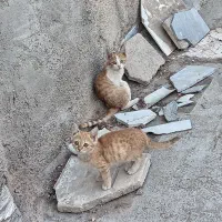 گربه 5ماهه