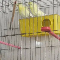 پرنده مرغ عشق